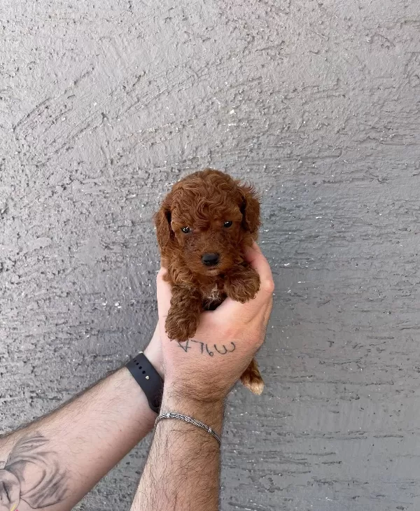 Red Browne Kore Toy Poodle Bebeklerimiz