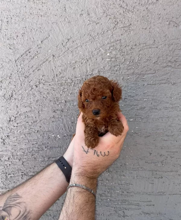 Red Browne Kore Toy Poodle Bebeklerimiz