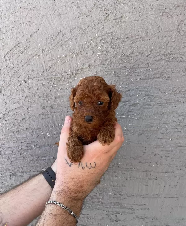 Red Browne Kore Toy Poodle Bebeklerimiz