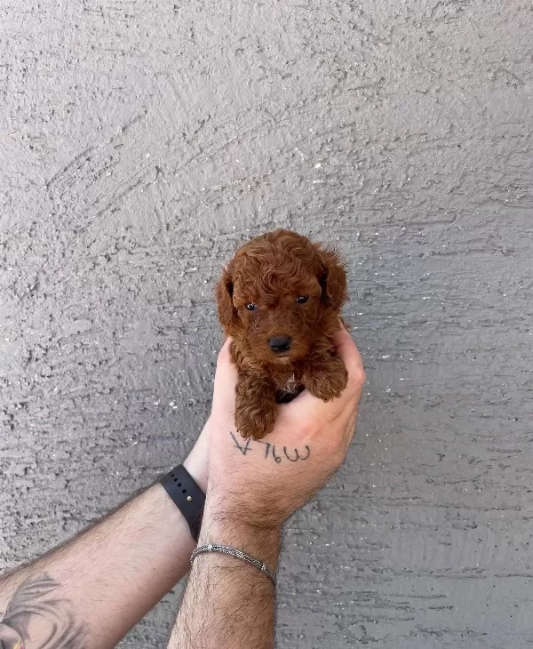 Red Browne Kore Toy Poodle Bebeklerimiz