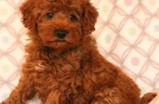 Tooy Poodle Red Braw Yavrular