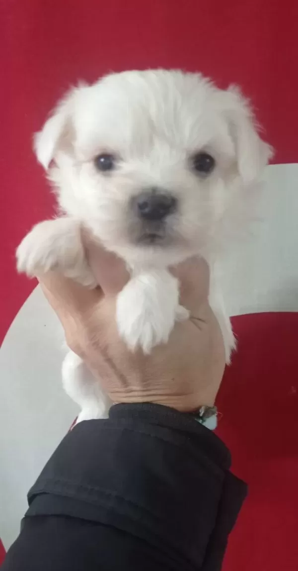 Minik Maltese Yavrularımız