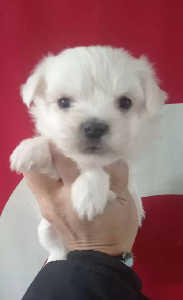 Minik Maltese Yavrularımız
