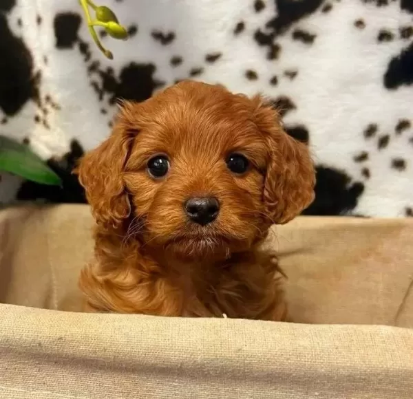Tooy Poodle Red Brown