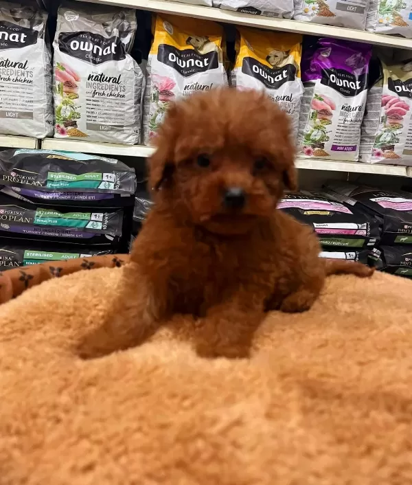 Tooy Poodle Red Brown Kıpkırmızı
