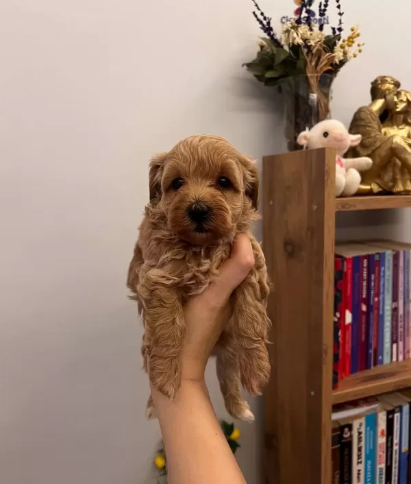 Buyumeyen Minik Maltipoo Bebekler