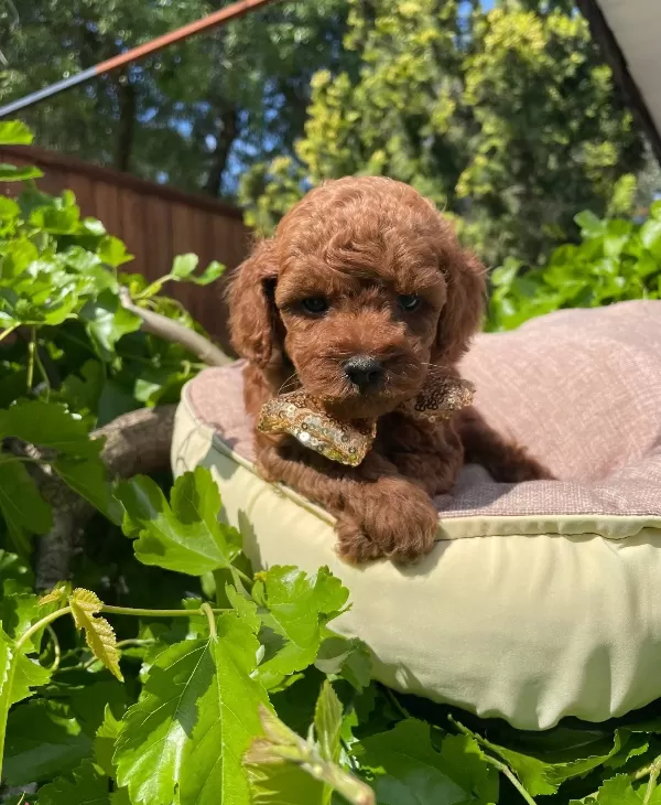 Orjinal Kore Poodle Bebekler Ped Eğitimli