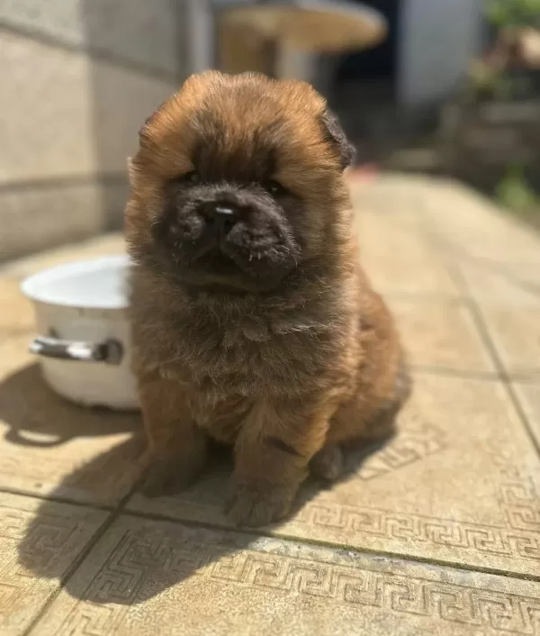 Chow Chow Yavrularımız