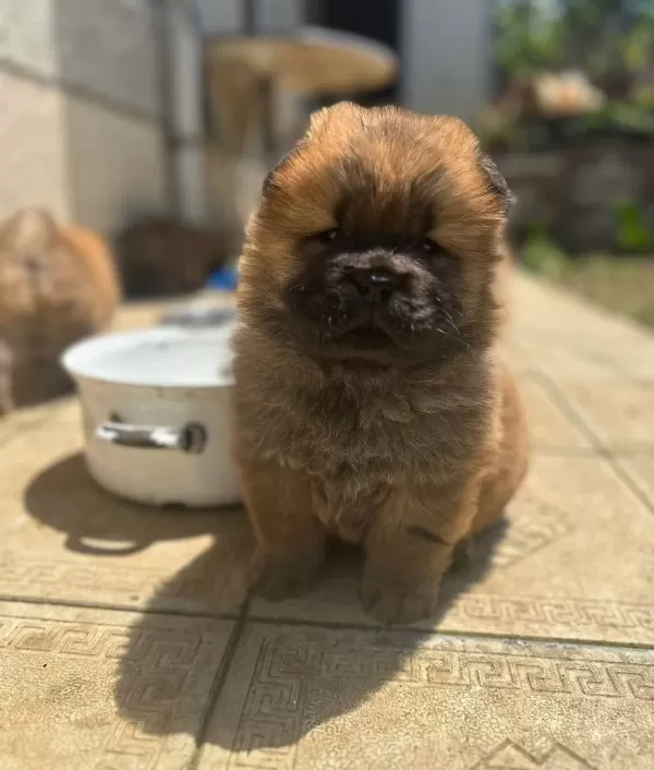 Chow Chow Yavrularımız