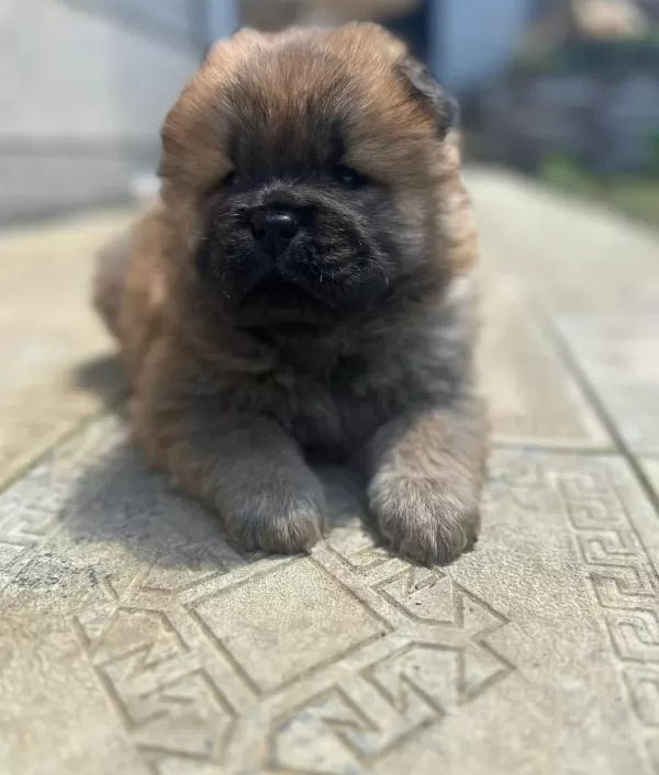 Chow Chow Yavrularımız