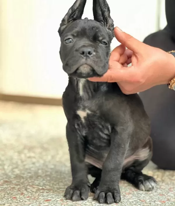 Safkan Cane Corso Yavrular