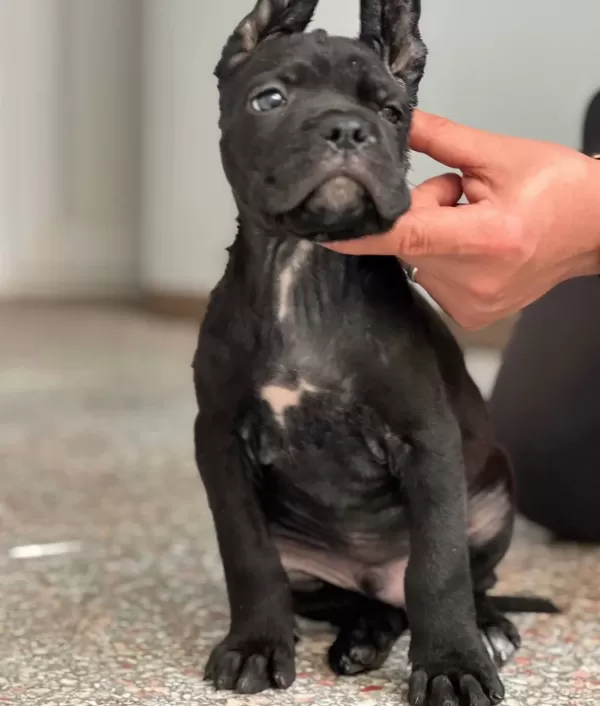 Safkan Cane Corso Yavrular