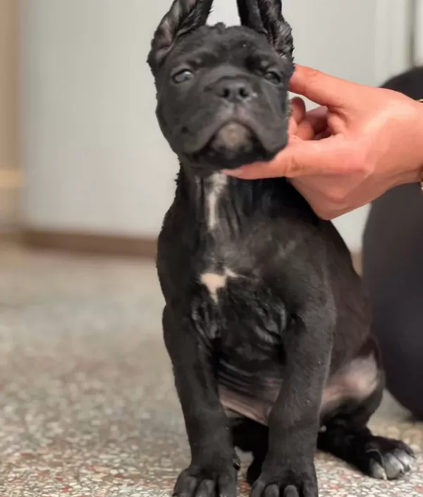 Safkan Cane Corso Yavrular