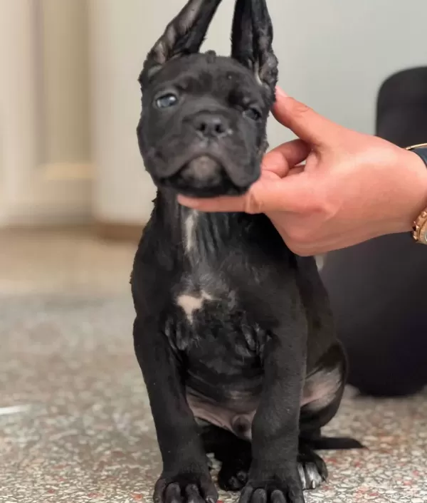 Safkan Cane Corso Yavrular