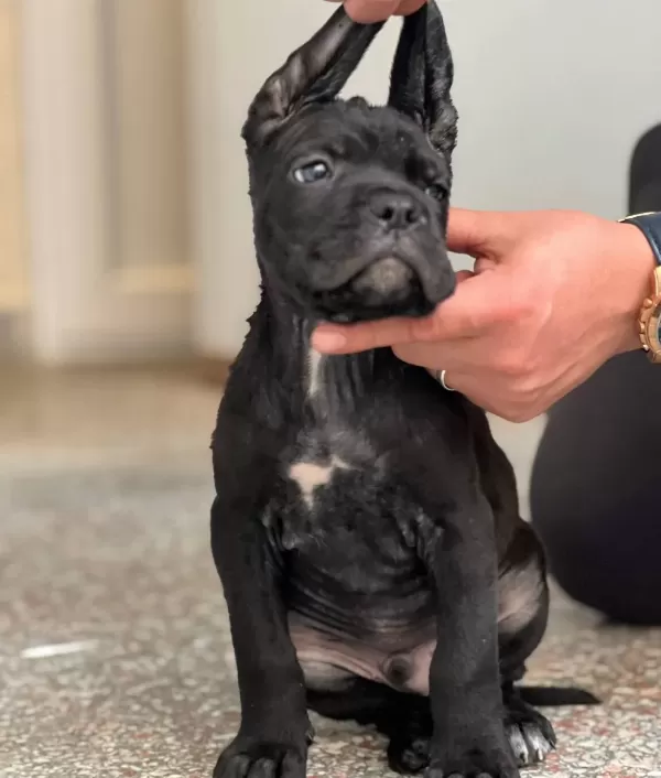 Safkan Cane Corso Yavrular