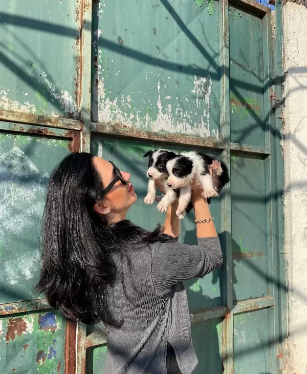 Border Colie Yavrularım Sağlık Ve Irk Garantilidir