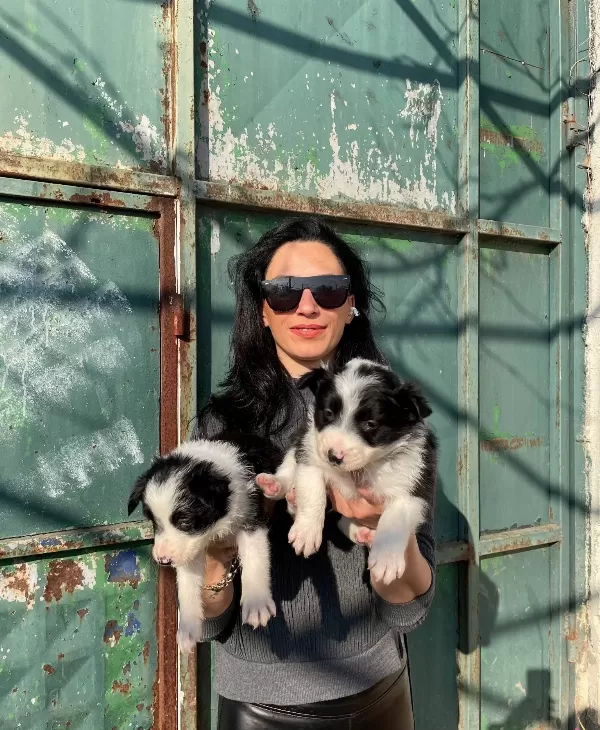 Border Colie Yavrularım Sağlık Ve Irk Garantilidir