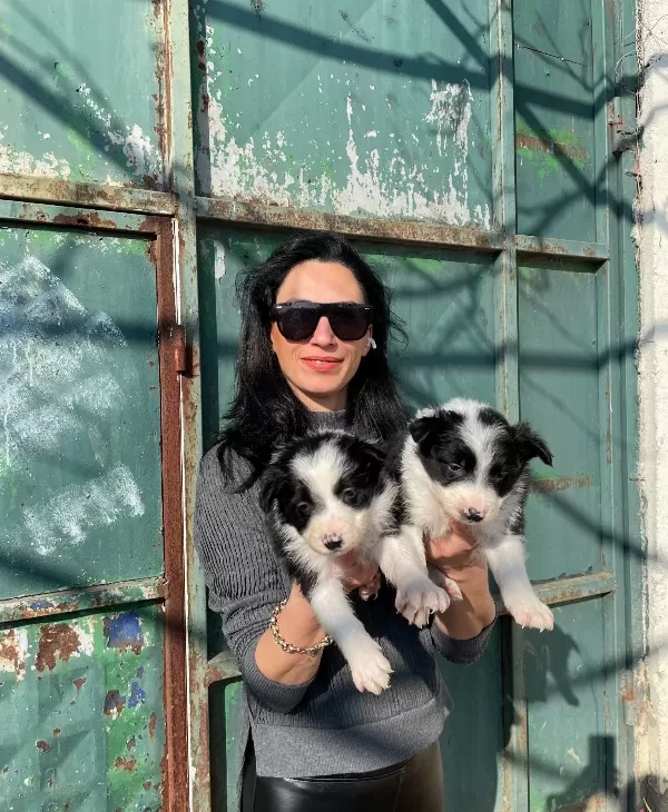 Border Colie Yavrularım Sağlık Ve Irk Garantilidir