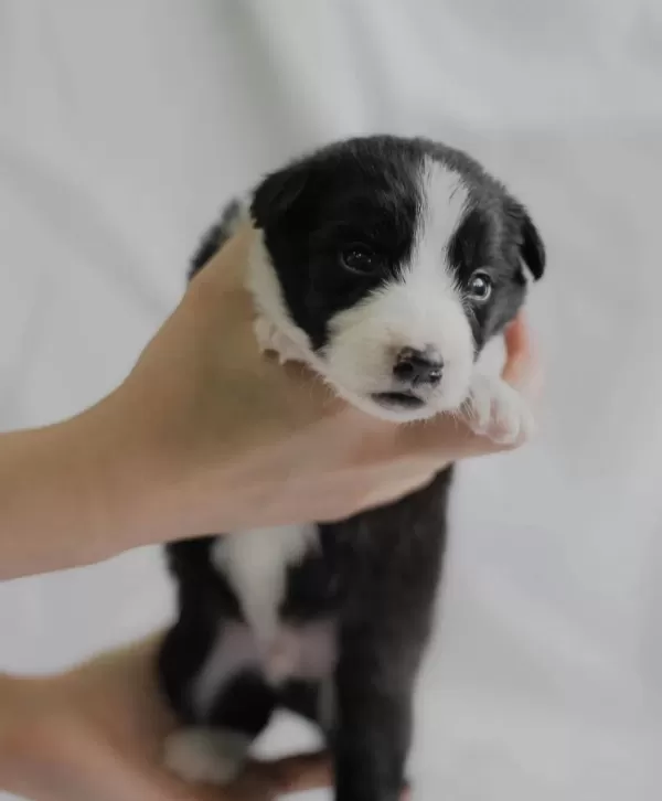 Sirinmi Sirin Border Collie Yavrularım