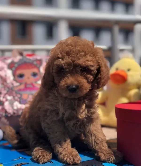 Orjinal Toy Poodle Yavrular