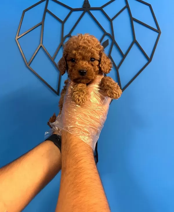 Irk Garantili Oyuncak Poodle Bebekler