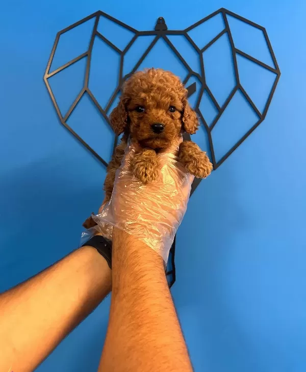 Irk Garantili Oyuncak Poodle Bebekler