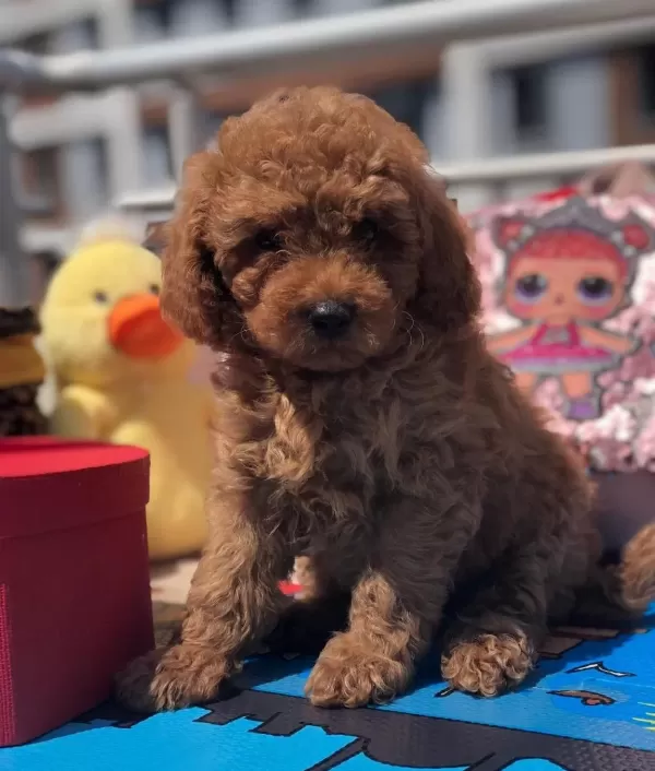 Sevimli Toy Poodle Yavrular