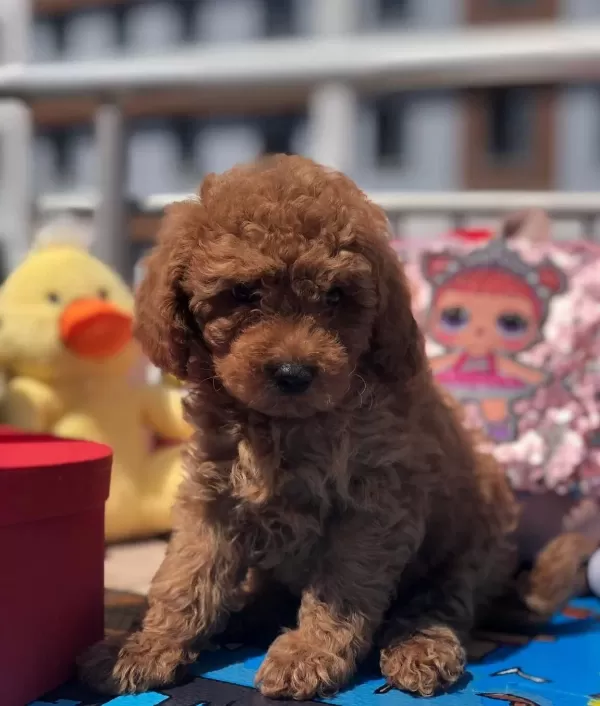 Sevimli Toy Poodle Yavrular