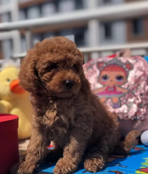Sevimli Toy Poodle Yavrular
