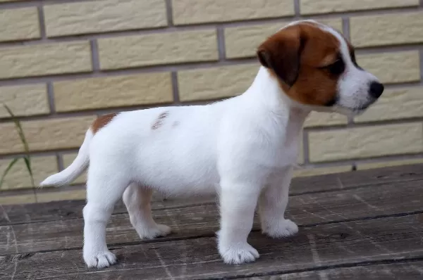 Kısa Bacak Av Kopegi Jack Russel Yavrularım