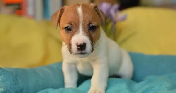 Kısa Bacak Av Kopegi Jack Russel Yavrularım