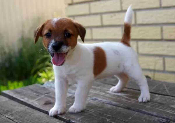Kısa Bacak Av Kopegi Jack Russel Yavrularım