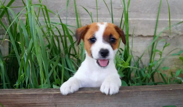 Kısa Bacak Av Kopegi Jack Russel Yavrularım