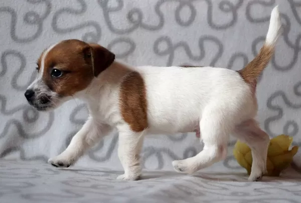 Kısa Bacak Av Kopegi Jack Russel Yavrularım