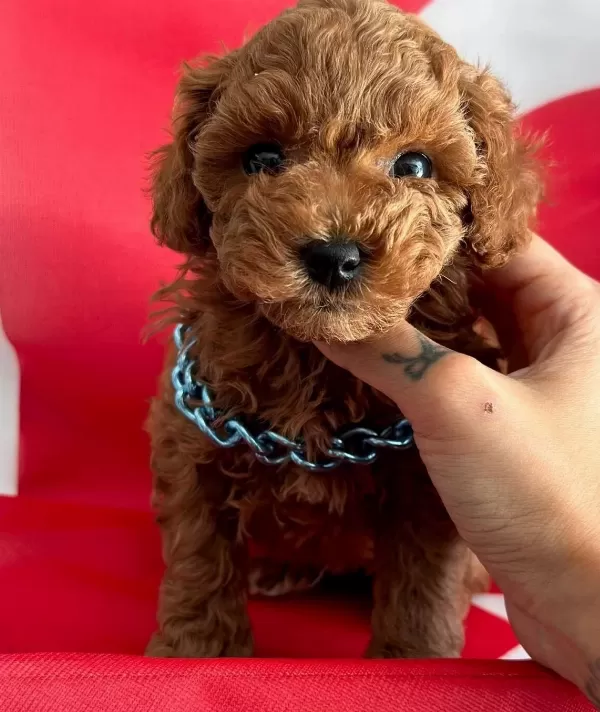 Safkan Poodle Yavrular