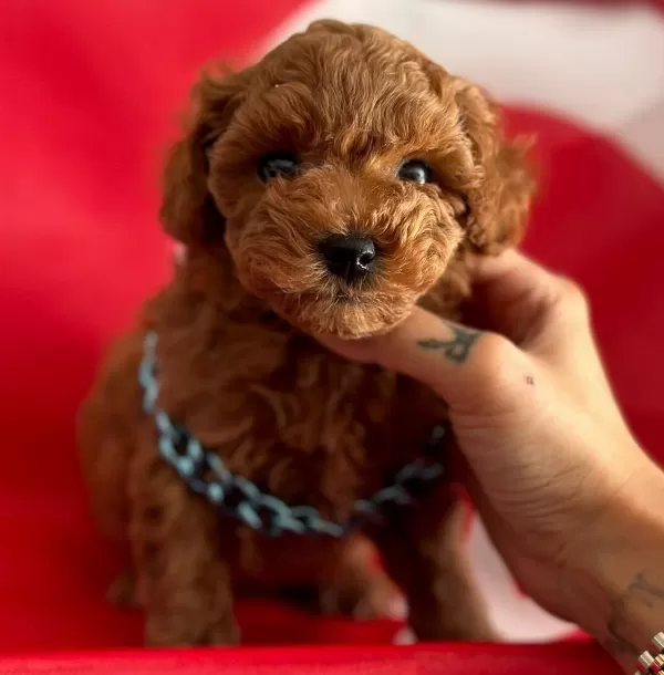 Safkan Poodle Yavrular