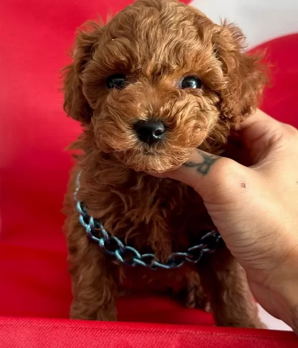 Safkan Poodle Yavrular