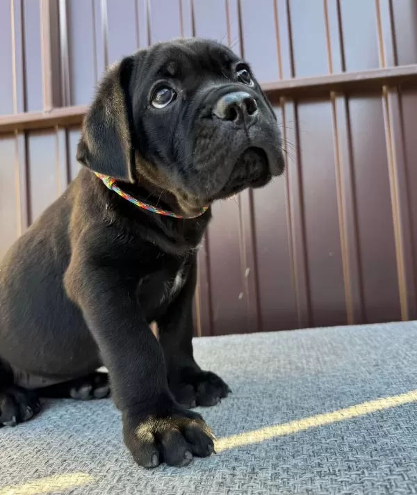 Irk Ve Sağlık Garantili Cane Corso Yavrularım