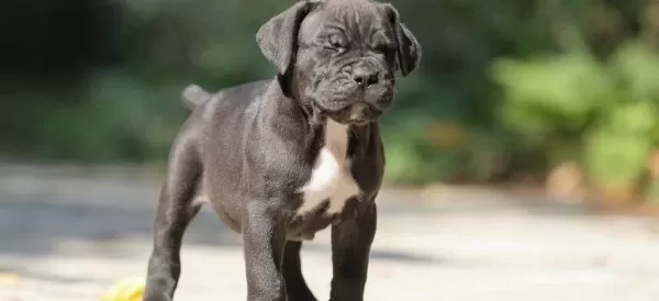Irk Ve Sağlık Garantili Cane Corso Yavrularım