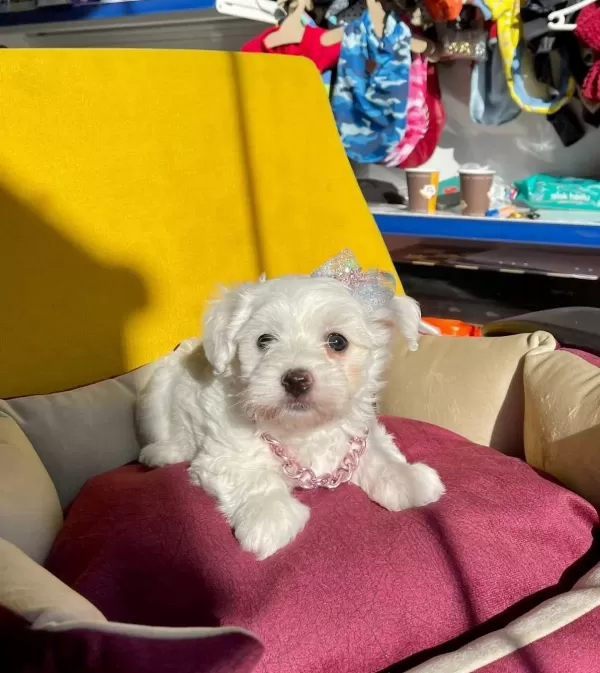 Sevimli Maltese Terrier Yavrular