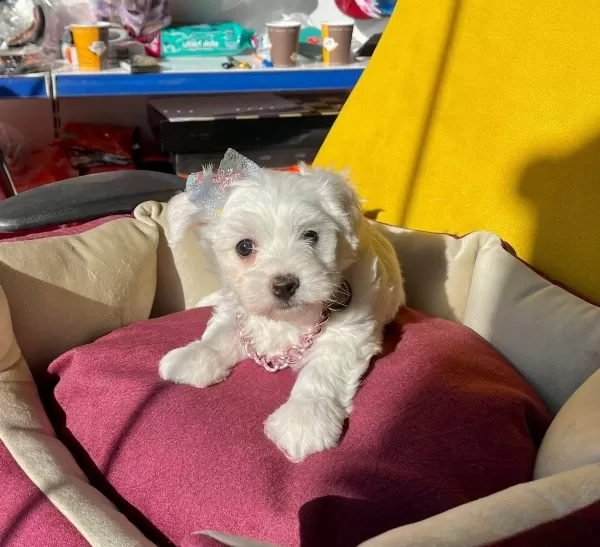 Sevimli Maltese Terrier Yavrular