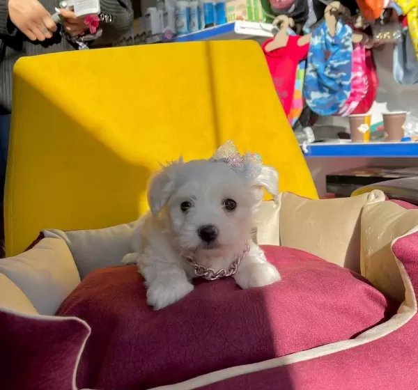 Sevimli Maltese Terrier Yavrular