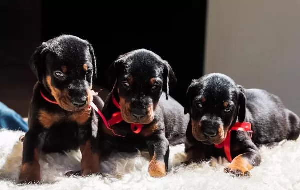 Kızıl Ve Siyah Doberman Yavrular