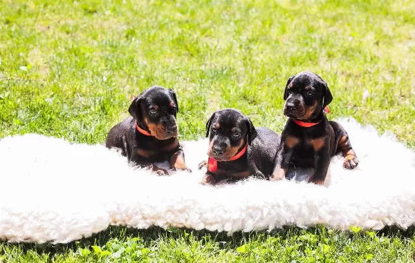 Kızıl Ve Siyah Doberman Yavrular