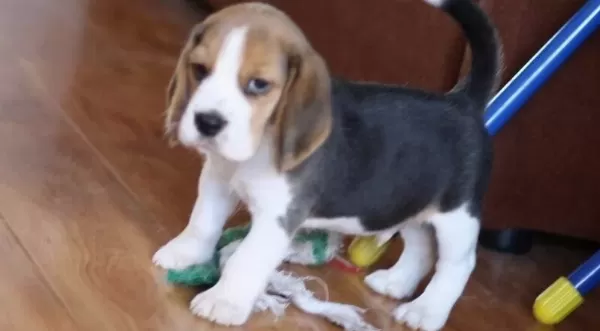 Harika Beagle Yavrularımız