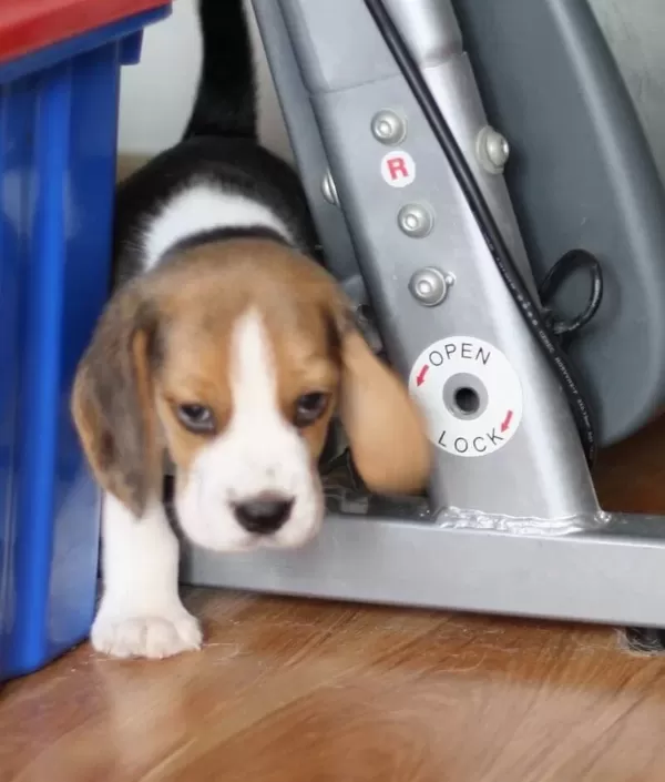 Harika Beagle Yavrularımız