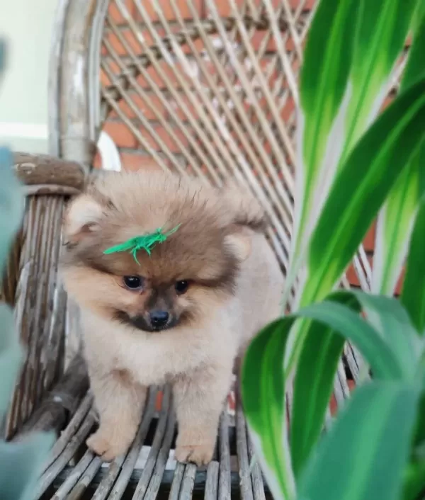 Tilki Surat Ve Ayı Surat Pomeranian Boo Yavrularım