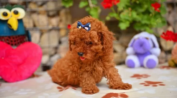 Toy Poodle Safkan Yavrularımız