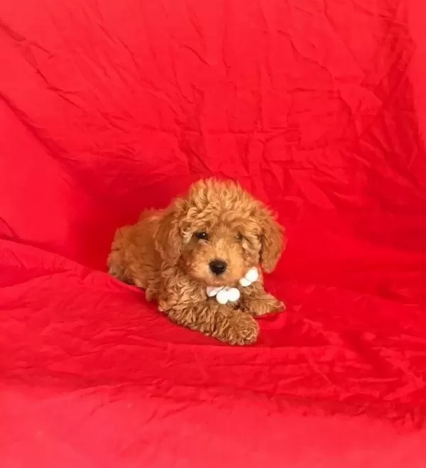 Orjinal Toy Poodle Yavrular