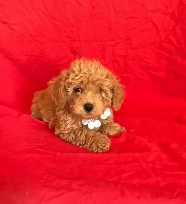 Orjinal Toy Poodle Yavrular